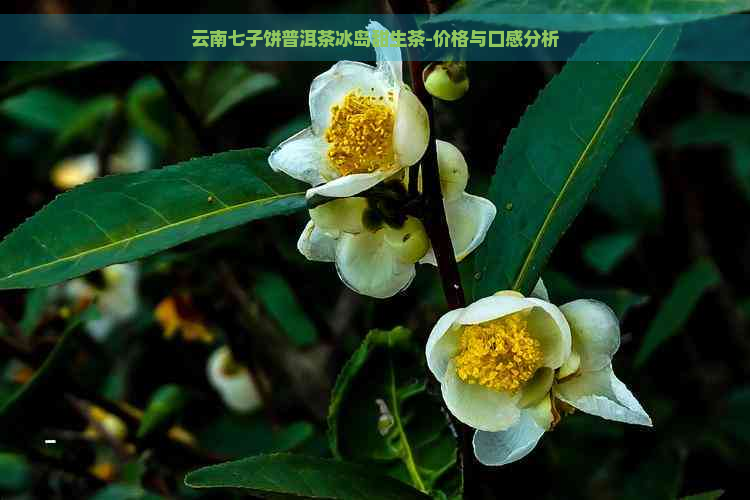 云南七子饼普洱茶冰岛甜生茶-价格与口感分析