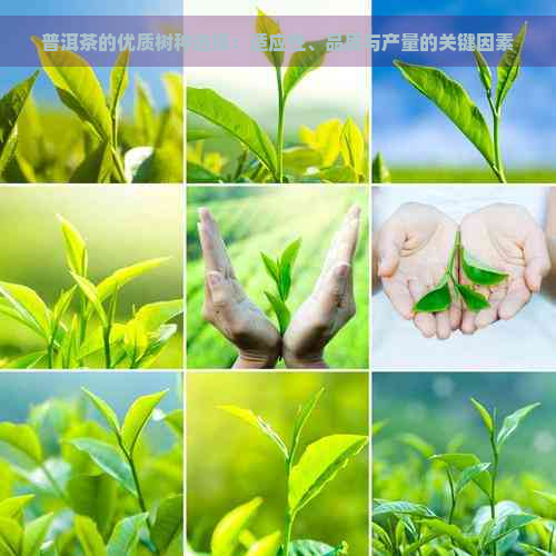 普洱茶的优质树种选择：适应性、品质与产量的关键因素