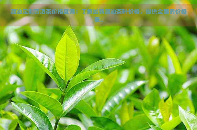 潮汕定制普洱茶价格查询：了解最新潮汕茶叶价格，提供全面的价格表。