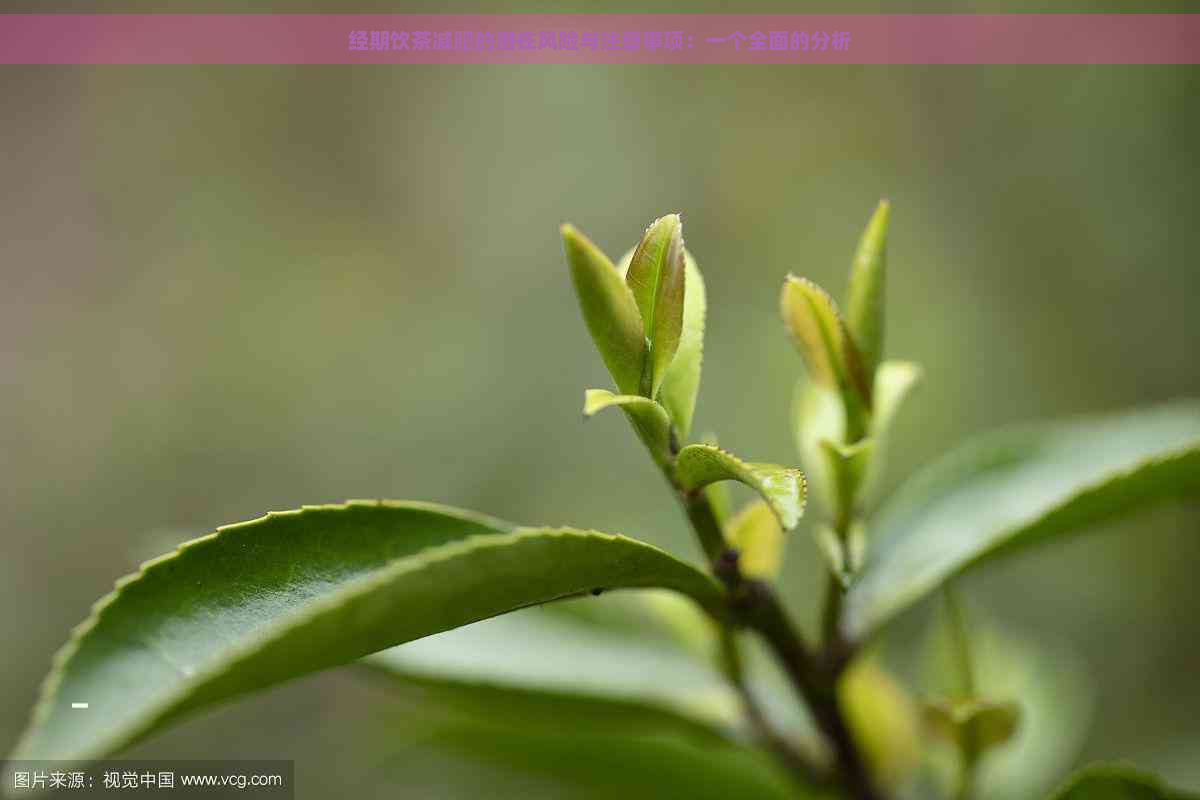 经期饮茶减肥的潜在风险与注意事项：一个全面的分析