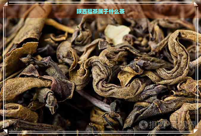 陕西福茶属于什么茶