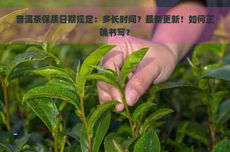 普洱茶保质日期规定：多长时间？最新更新！如何正确书写？