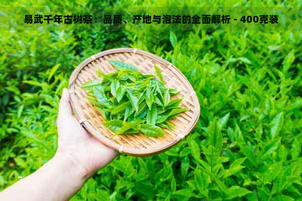 易武千年古树茶：品质、产地与泡法的全面解析 - 400克装