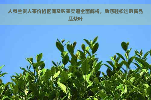 人参兰贵人茶价格区间及购买渠道全面解析，助您轻松选购高品质茶叶