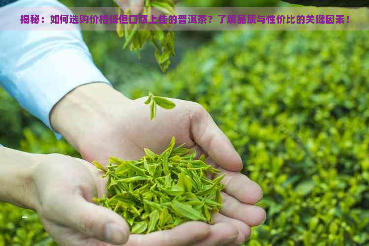 揭秘：如何选购价格低但口感上佳的普洱茶？了解品质与性价比的关键因素！