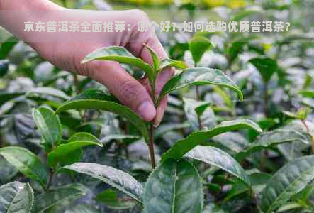 京东普洱茶全面推荐：哪个好？如何选购优质普洱茶？