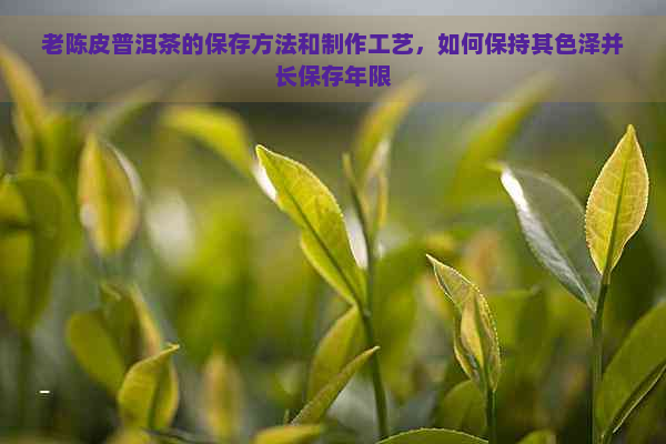 老陈皮普洱茶的保存方法和制作工艺，如何保持其色泽并长保存年限