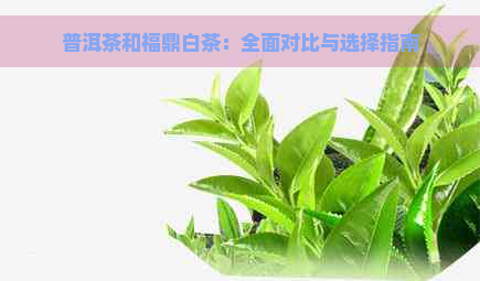 普洱茶和福鼎白茶：全面对比与选择指南