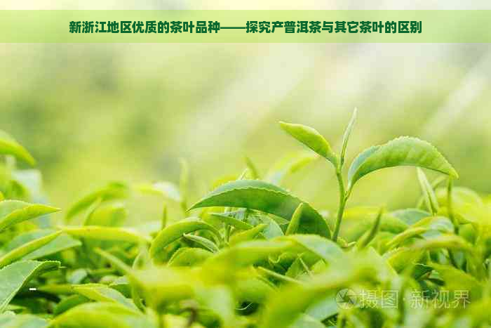 新浙江地区优质的茶叶品种——探究产普洱茶与其它茶叶的区别