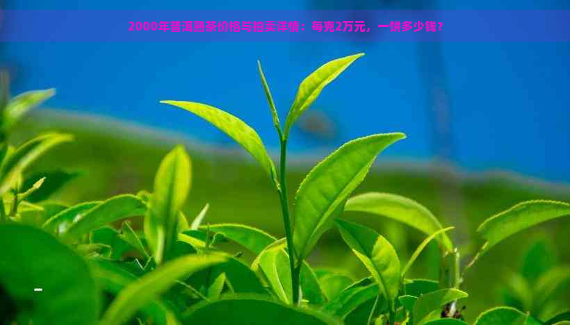 2000年普洱熟茶价格与拍卖详情：每克2万元，一饼多少钱？