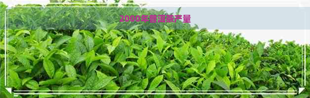 2000年普洱茶产量