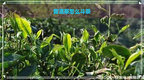 普洱茶怎么斗茶