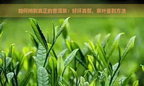 如何辨别真正的普洱茶：好坏真假，茶叶鉴别方法