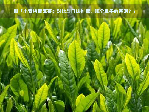 新「小青桔普洱茶：对比与口味推荐，哪个牌子的茶喝？」