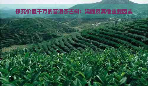 探究价值千万的普洱茶古树：浠峰及其他重要因素