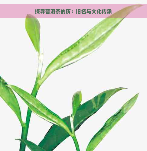 探寻普洱茶的历：旧名与文化传承