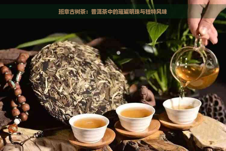 班章古树茶：普洱茶中的璀璨明珠与独特风味