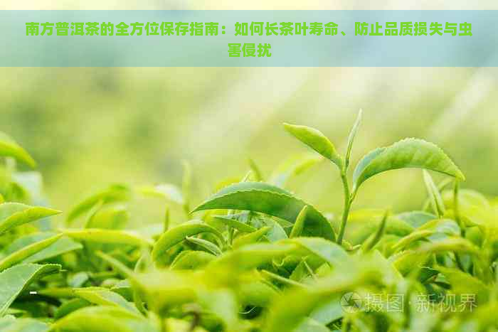 南方普洱茶的全方位保存指南：如何长茶叶寿命、防止品质损失与虫害侵扰