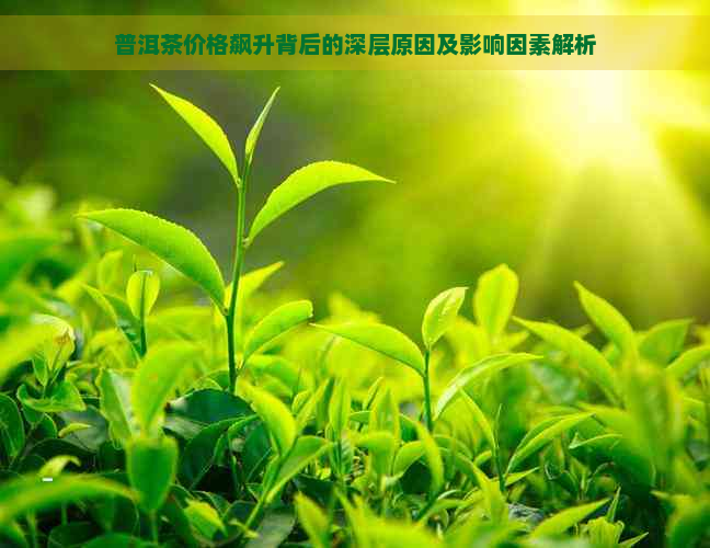 普洱茶价格飙升背后的深层原因及影响因素解析