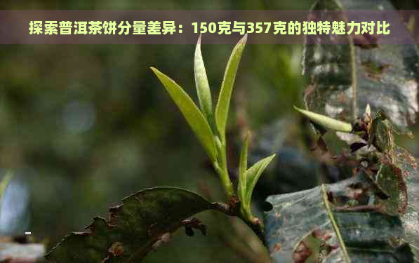 探索普洱茶饼分量差异：150克与357克的独特魅力对比