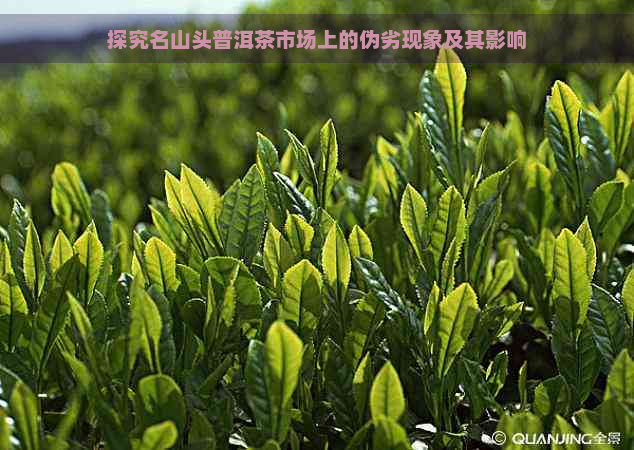 探究名山头普洱茶市场上的伪劣现象及其影响