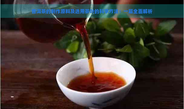 普洱茶的制作原料及选用茶叶的科学方法：一篇全面解析