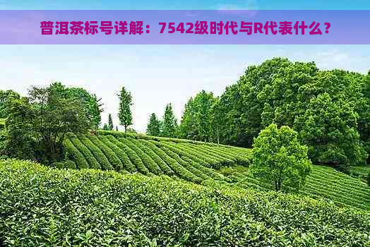 普洱茶标号详解：7542级时代与R代表什么？