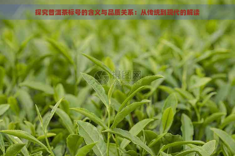 探究普洱茶标号的含义与品质关系：从传统到现代的解读