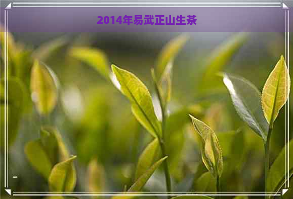 2014年易武正山生茶