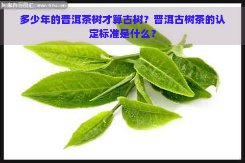 多少年的普洱茶树才算古树？普洱古树茶的认定标准是什么？