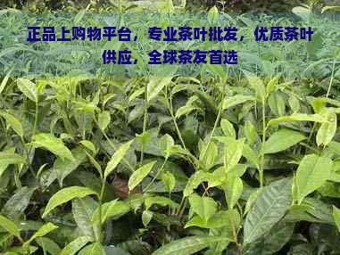 正品上购物平台，专业茶叶批发，优质茶叶供应，全球茶友首选