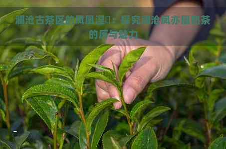 澜沧古茶区的凤凰涅槃：探究澜沧凤亦凰熟茶的历与魅力