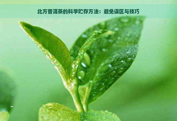 北方普洱茶的科学贮存方法：避免误区与技巧