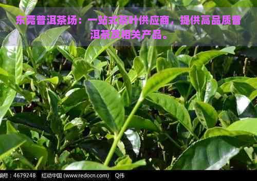 东莞普洱茶场：一站式茶叶供应商，提供高品质普洱茶及相关产品。