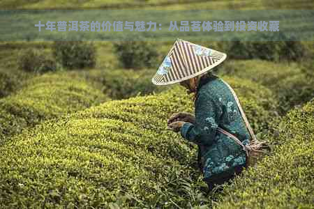 十年普洱茶的价值与魅力：从品茗体验到投资收藏