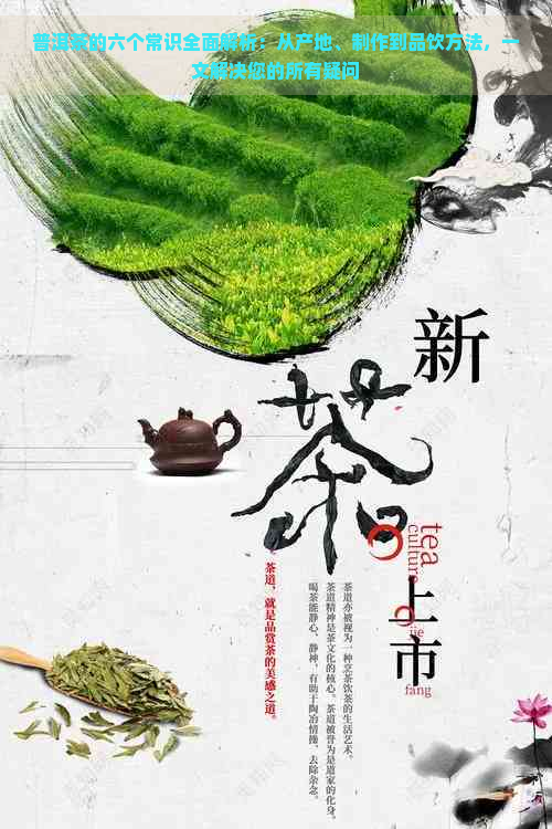 普洱茶的六个常识全面解析：从产地、制作到品饮方法，一文解决您的所有疑问