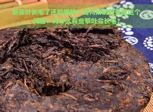 新茶叶长毛了还能喝吗？如何辨别和处理这个问题？为什么有些茶叶会长毛？