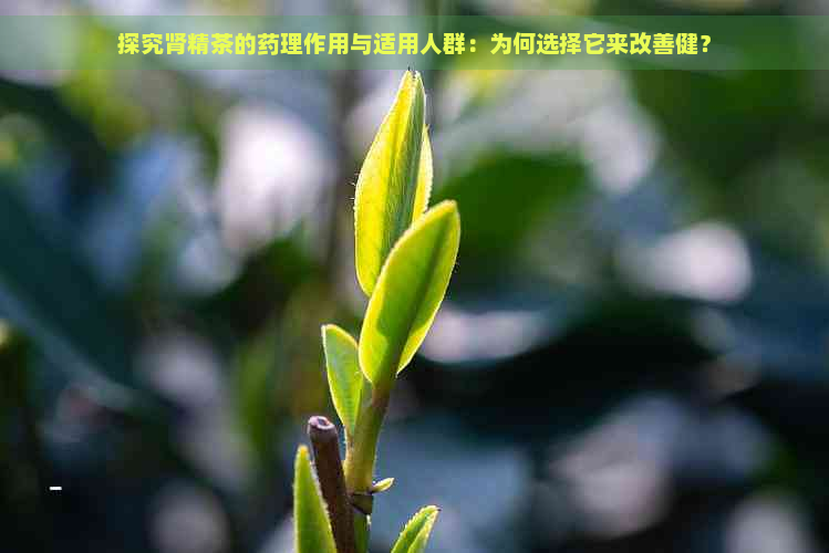 探究肾精茶的药理作用与适用人群：为何选择它来改善健？