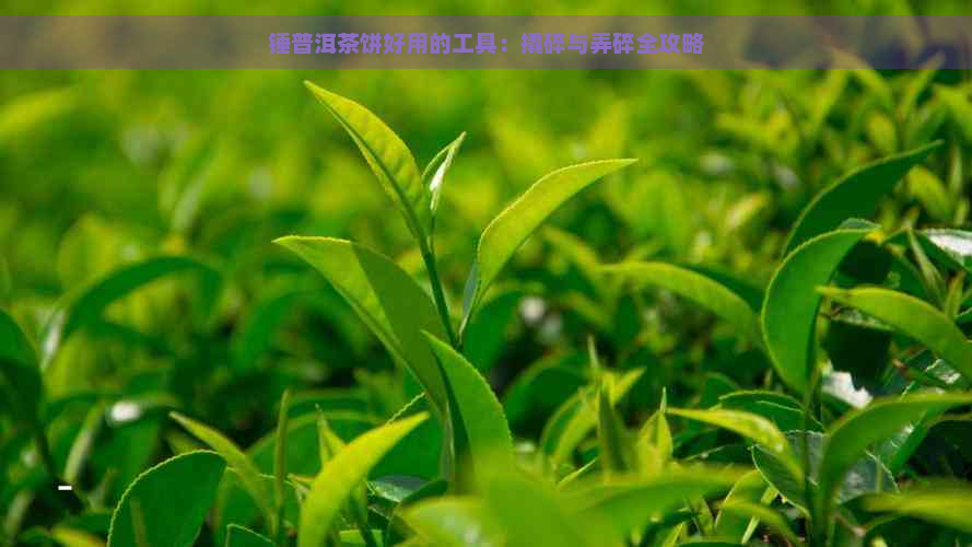 锤普洱茶饼好用的工具：撬碎与弄碎全攻略