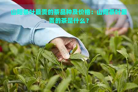 山阳茶叶最贵的茶品种及价格：山阳茶叶最贵的茶是什么？