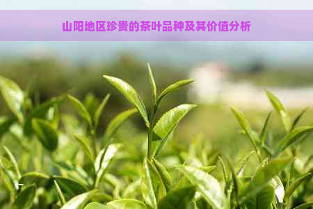 山阳地区珍贵的茶叶品种及其价值分析