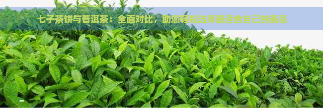 七子茶饼与普洱茶：全面对比，助您轻松选择最适合自己的茶品