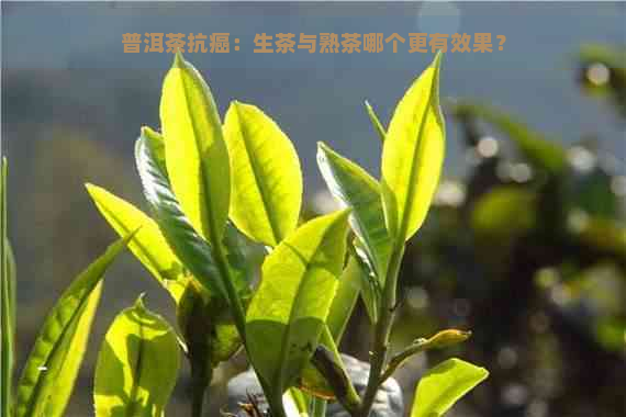 普洱茶抗癌：生茶与熟茶哪个更有效果？