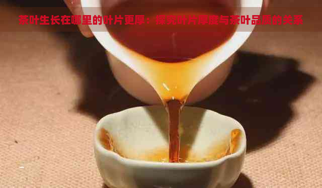 茶叶生长在哪里的叶片更厚：探究叶片厚度与茶叶品质的关系