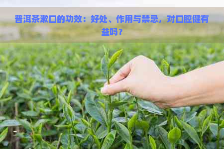 普洱茶漱口的功效：好处、作用与禁忌，对口腔健有益吗？