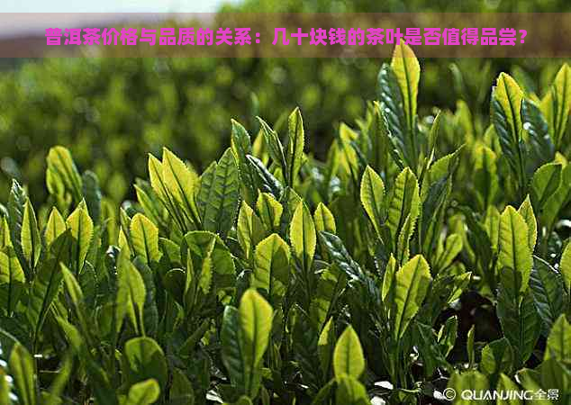 普洱茶价格与品质的关系：几十块钱的茶叶是否值得品尝？