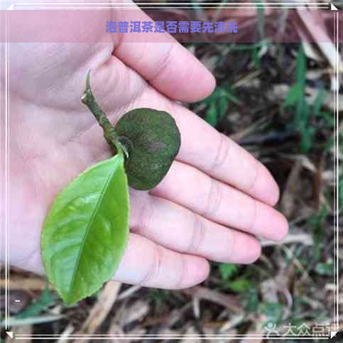 泡普洱茶是否需要先清洗