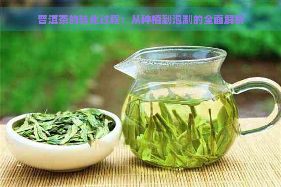 普洱茶的转化过程：从种植到泡制的全面解析