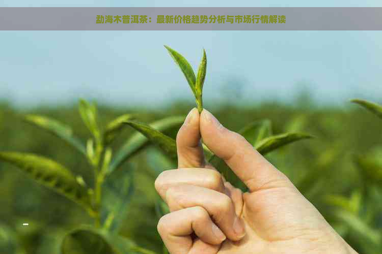 勐海木普洱茶：最新价格趋势分析与市场行情解读