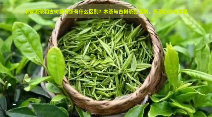 木普洱茶和古树普洱茶有什么区别？木茶与古树茶的区别，熟茶的价格差异